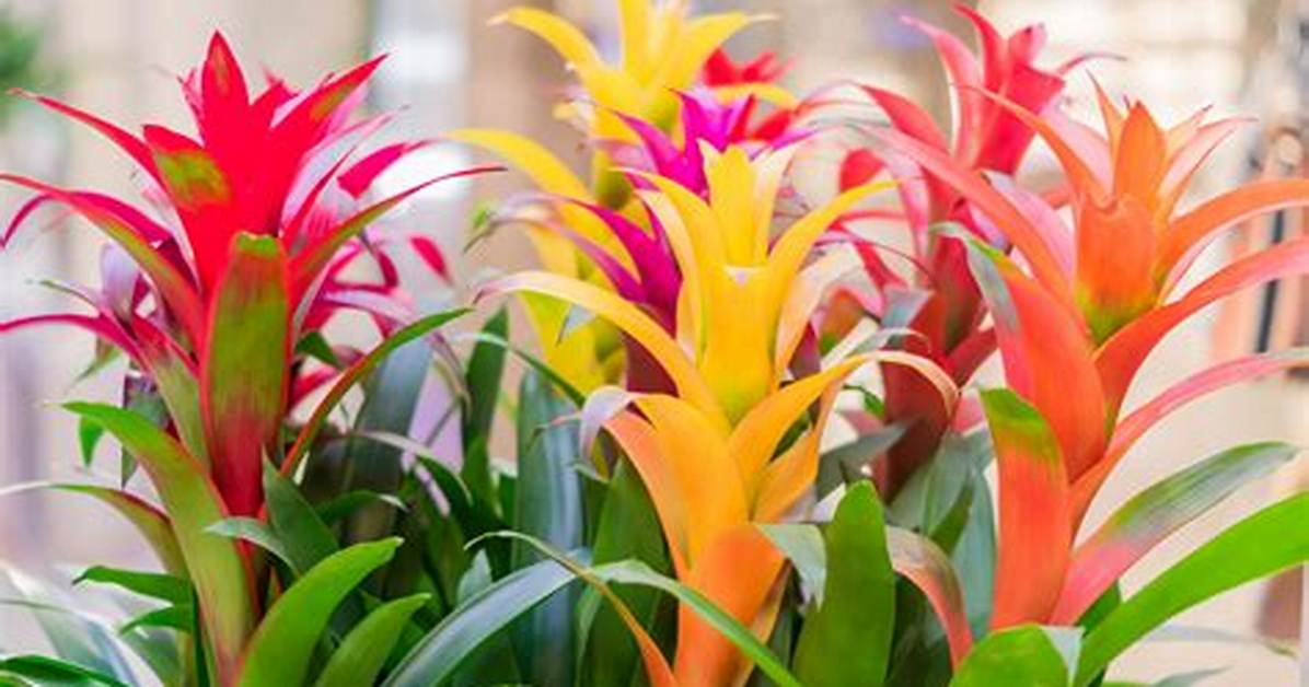 Does Guzmania Need Sunlight?