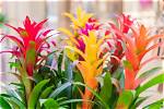 Does Guzmania Need Sunlight?