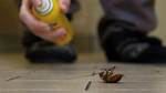 Does Hairspray Kill Roaches