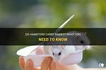 Does Hamster Have Rabies?