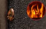 Does Heat Kill Bed Bugs?