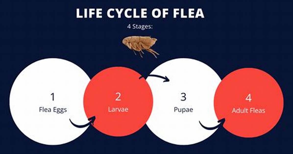 Does Heat Kill Fleas