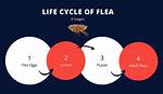 Does Heat Kill Fleas