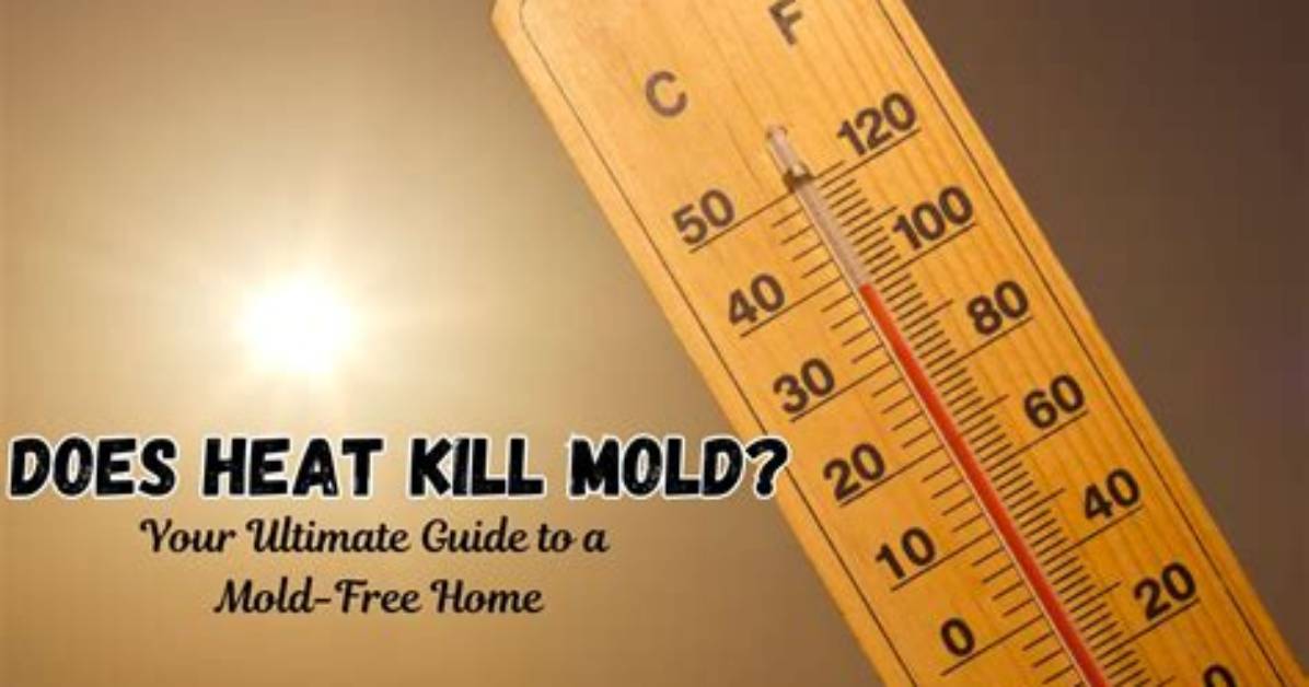 Does Heat Kill Mold?