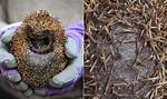 Does Hedgehog Shoot Spikes?