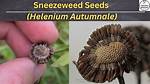 Does Helenium Self Seed?
