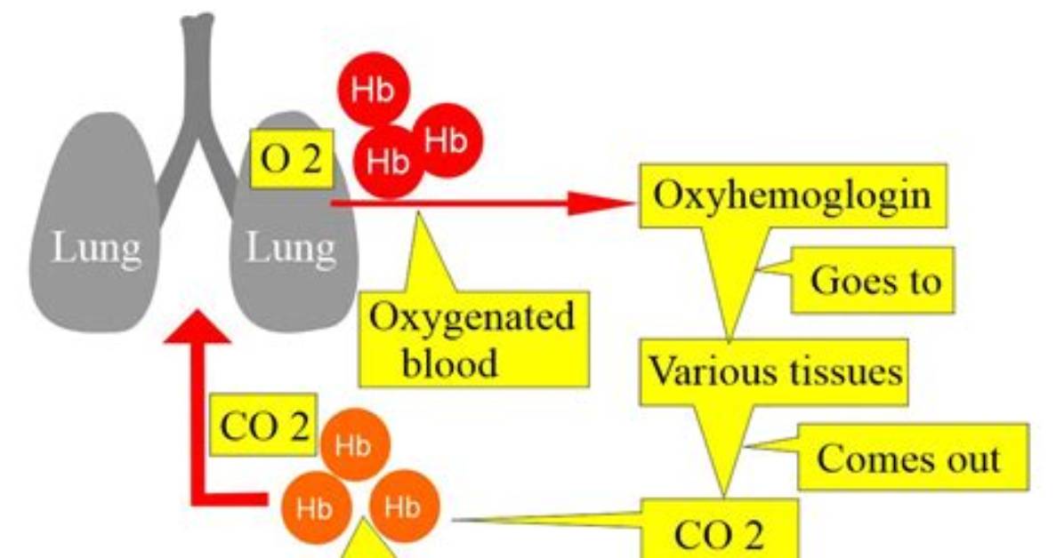 Does Hemoglobin Carry Co2