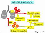 Does Hemoglobin Carry Co2