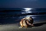 Does Hermit Crabs Sleep?