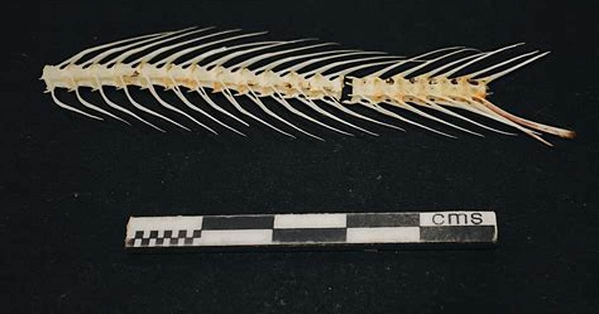 Does Herring Fish Have Bones?