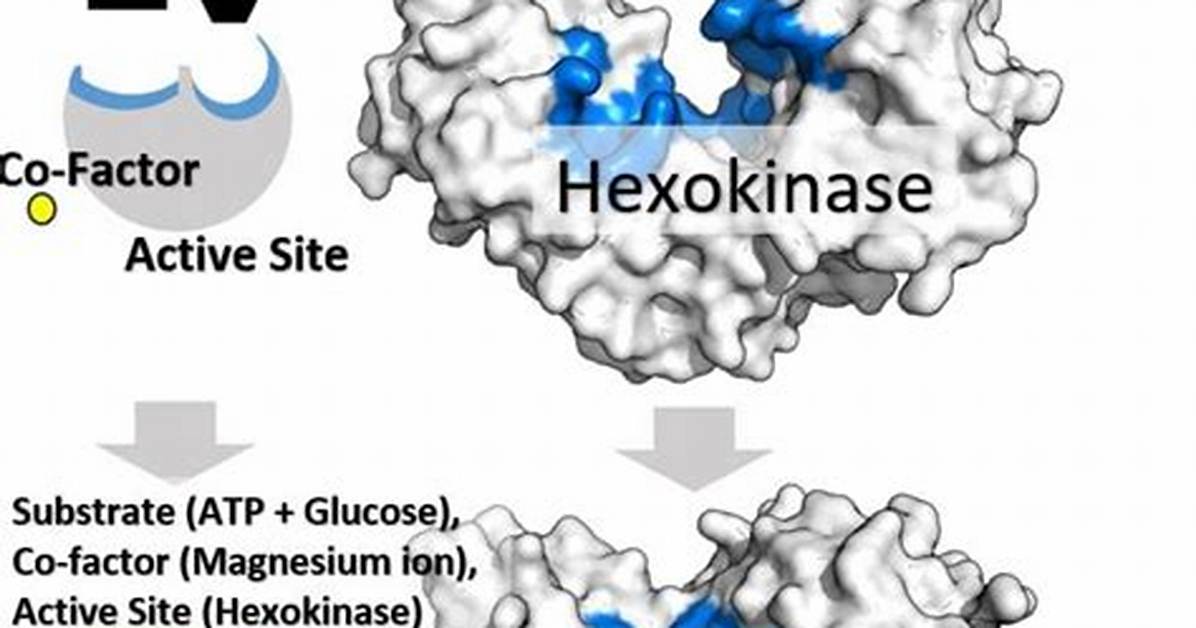 Does Hexokinase Need a Cofactor?