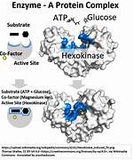 Does Hexokinase Need a Cofactor?