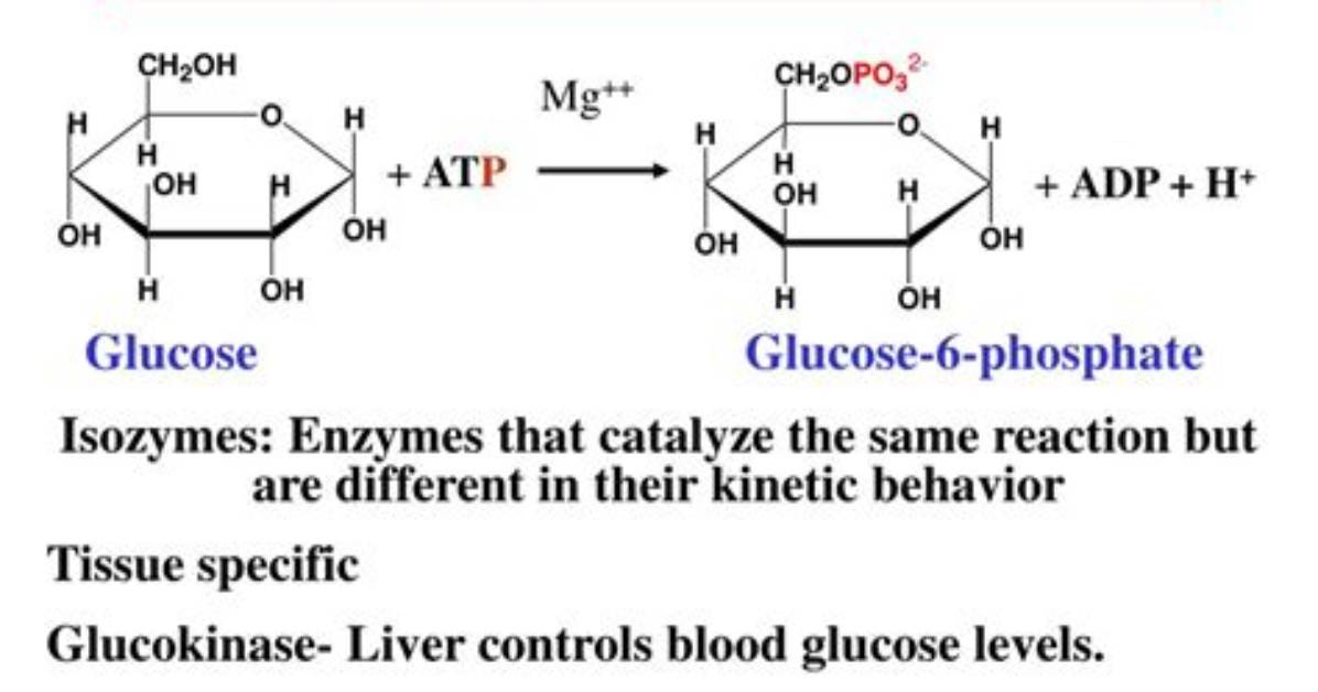 Does Hexokinase Require Atp?