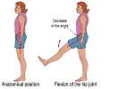 Does Hip Flexion Occur?