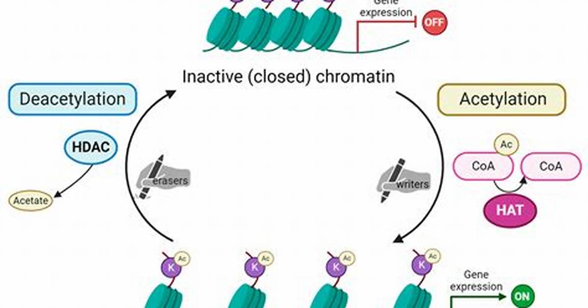 Does Histone Acetylation Increase?