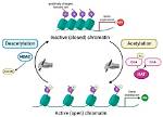Does Histone Acetylation Increase?
