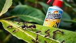 Does Hit Spray Kill Ants?