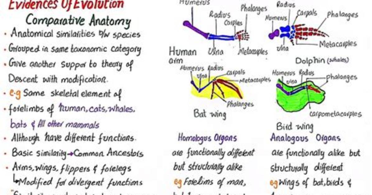 Does Homologies Support Evolution?