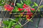 Does Honeysuckle Need Sun