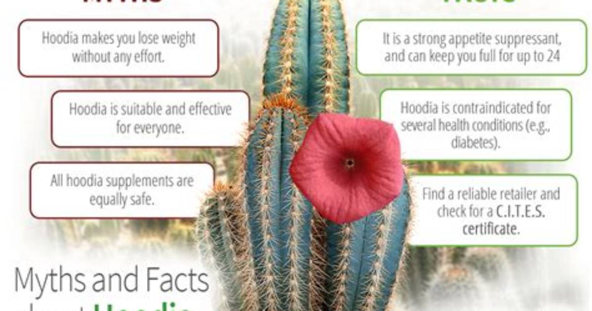 Does Hoodia Really Work