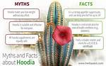 Does Hoodia Really Work