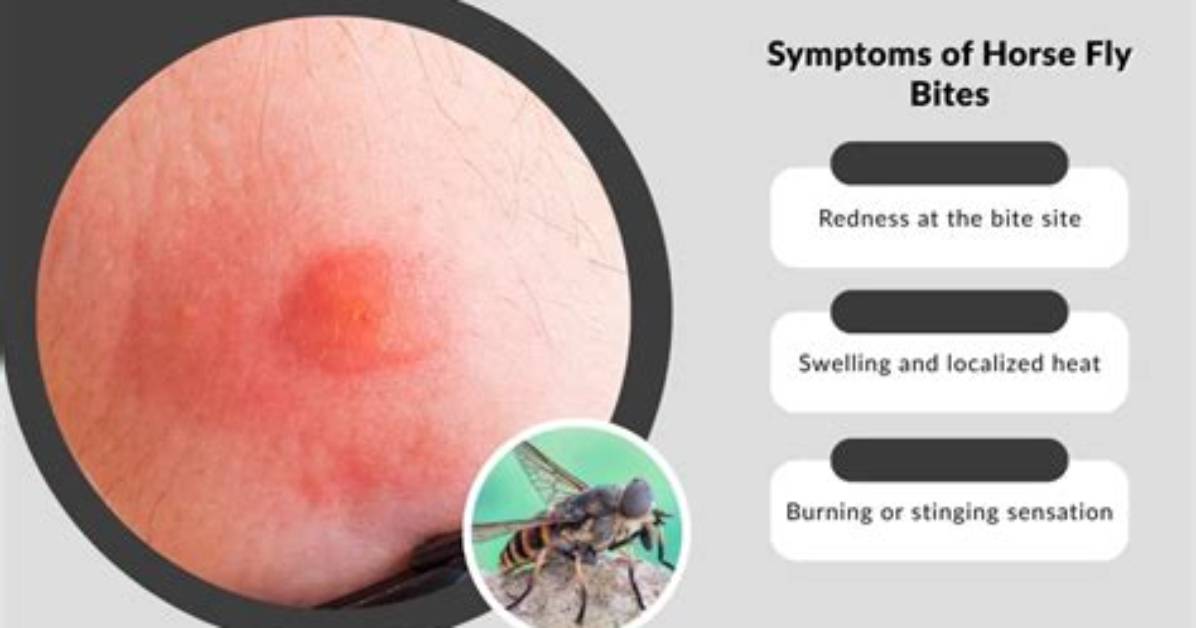 Does Horse Flies Bite?