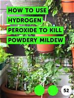 Does Hydrogen Peroxide Kill Powdery Mildew?