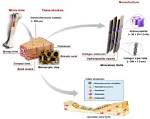 Does Hydroxyapatite Contain Calcium?