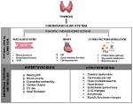 Does Hyperthyroidism Affect Cholesterol?