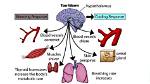 Does Hypothalamus Regulate Body Temperature?