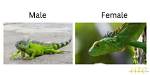Does Iguanas Have Amnion?