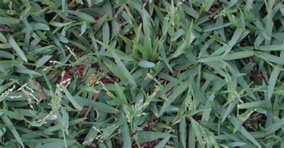 Does Image Kill Torpedo Grass?