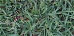 Does Image Kill Torpedo Grass?