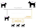 Does Inbreeding Affect Dogs?