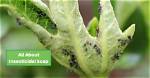 Does Insecticidal Soap Kill Leafhoppers?