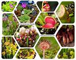 Does Insectivorous Plants Have?
