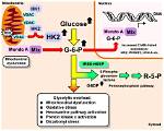 Does Insulin Activate Hexokinase?