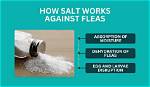 Does Iodized Salt Kill Fleas?