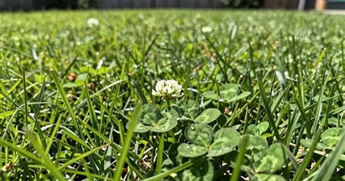 Does Iron Kill Clover?