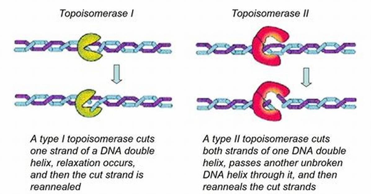 Does Isomerase Break Down?