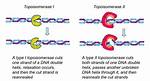 Does Isomerase Break Down?