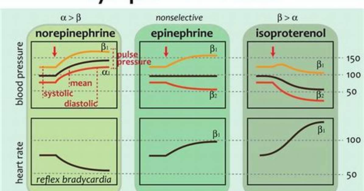 Does Isoproterenol Decrease Blood Pressure?