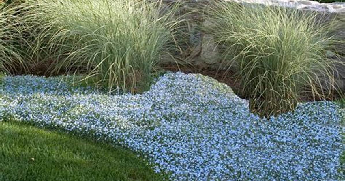 Does Isotoma Spread