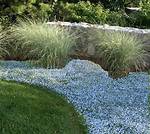 Does Isotoma Spread
