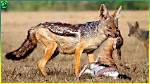 Does Jackals Attack Humans?