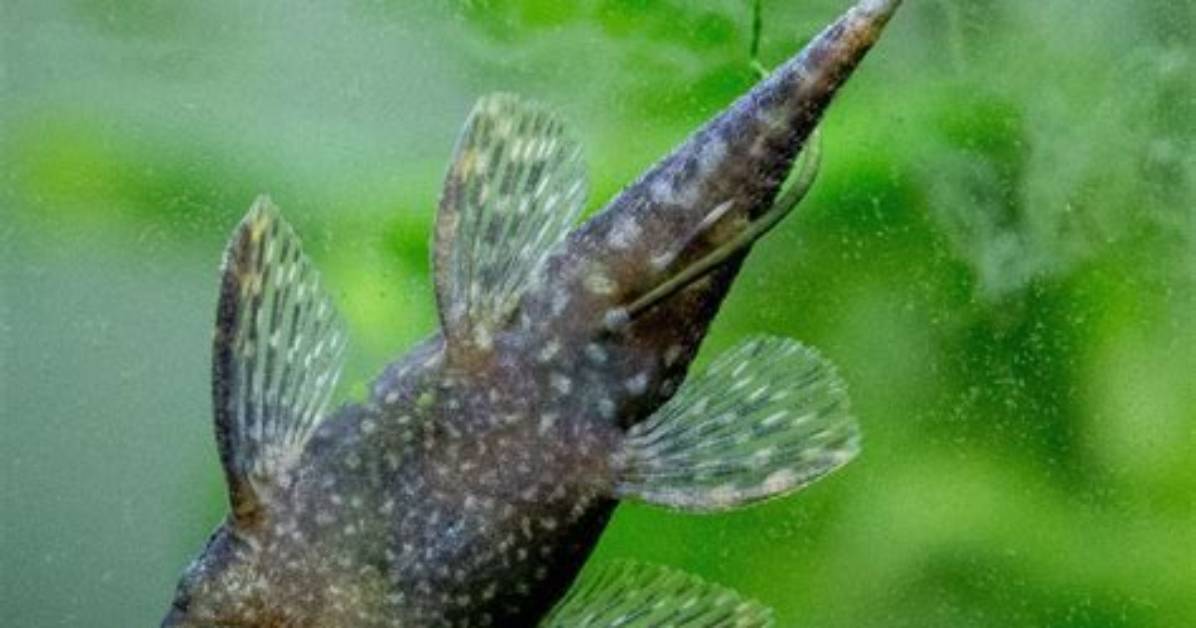 Does Janitor Fish Really Clean?