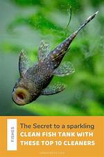 Does Janitor Fish Really Clean?