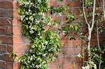 Does Jasmine Grow Quickly