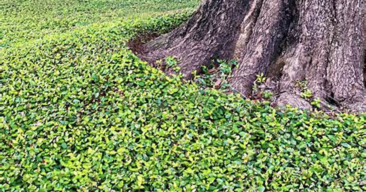 Does Jasmine Kill Trees