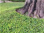 Does Jasmine Kill Trees